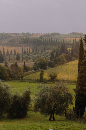Tenuta Lenzini