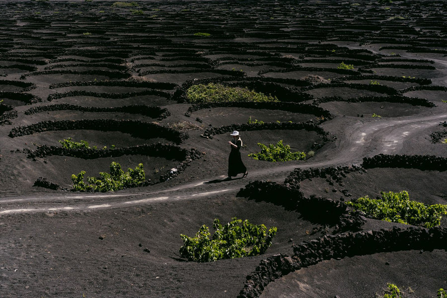 Volcanic terraced vineyards – photo by alleksana, Pexels